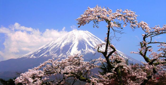 Mt. Fuji & Sakura