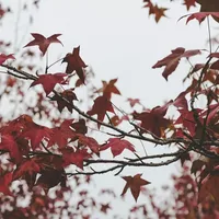 New Subscriber Playlist: "Make Way for Falling Leaves"