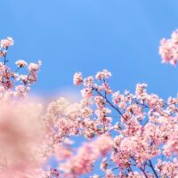 New Subscriber Playlist: "Maygazers"