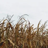 New Subscriber Playlist: "October Harvest"
