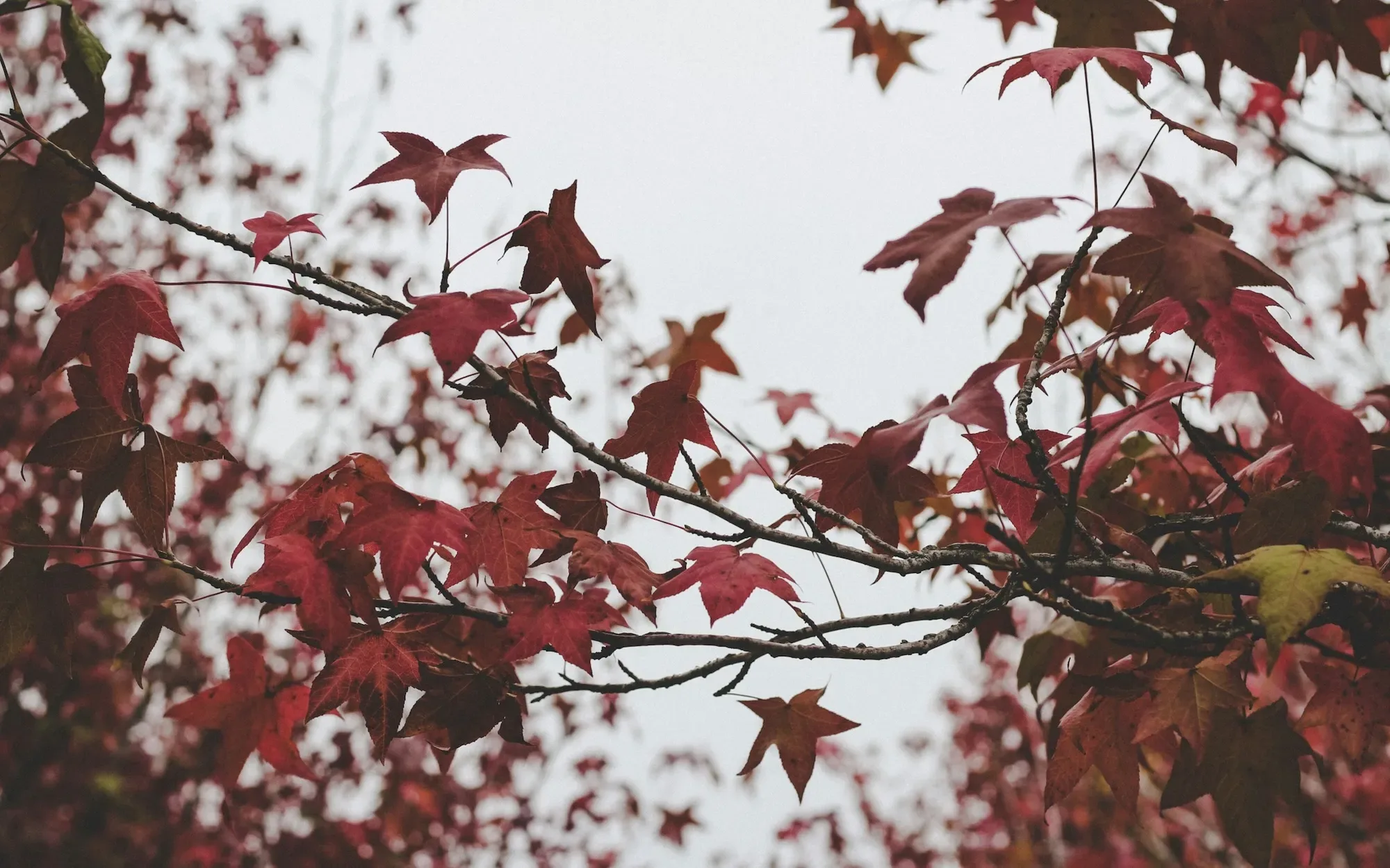 A photo of autumn leaves against a gray sky
