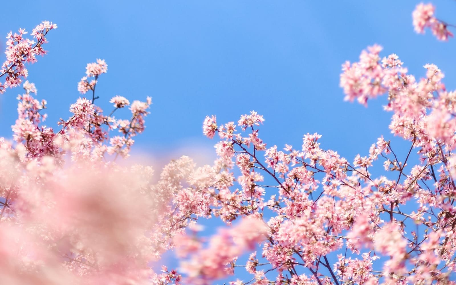 A photo of pink and white cherry blossoms against a bright blue sky