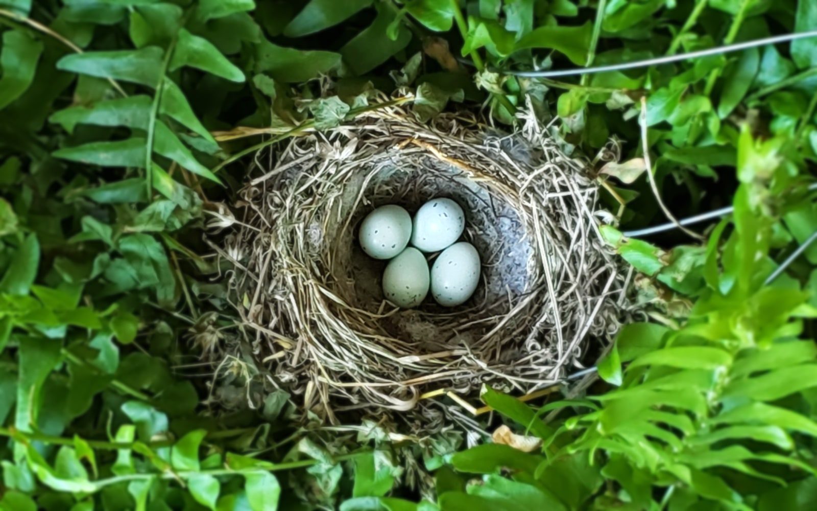 Nest with Eggs