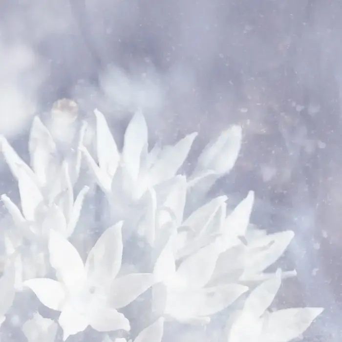Soft Ice - Poemme