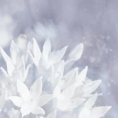 Soft Ice