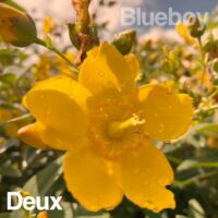 "Deux" by Blueboy