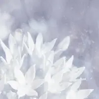 Soft Ice